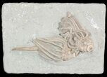 Pair of Macrocrinus Crinoid Fossils - Crawfordsville, Indiana #48419-1
